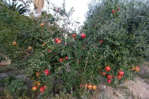 Landejendom i Comares, Malaga, Comares - € 255.000 | Ref: ID3986 - foto 30